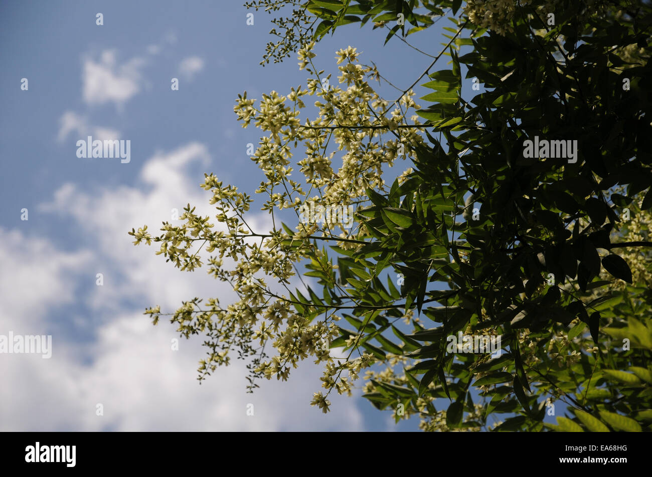 Albero Pagoda Foto Stock