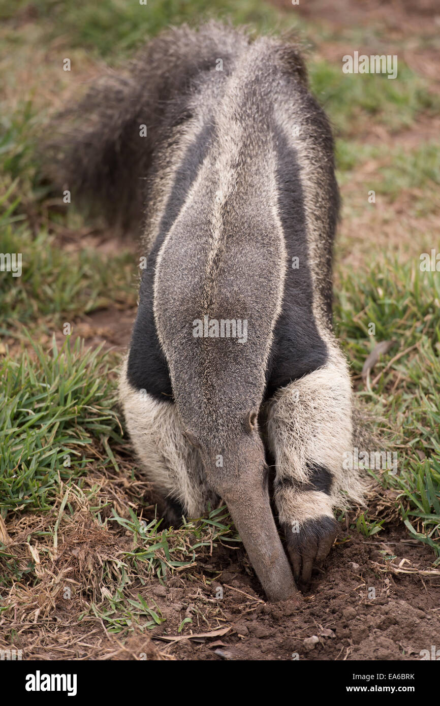 Giant anteater Myrmecophaga tridactyla scavando Foto Stock