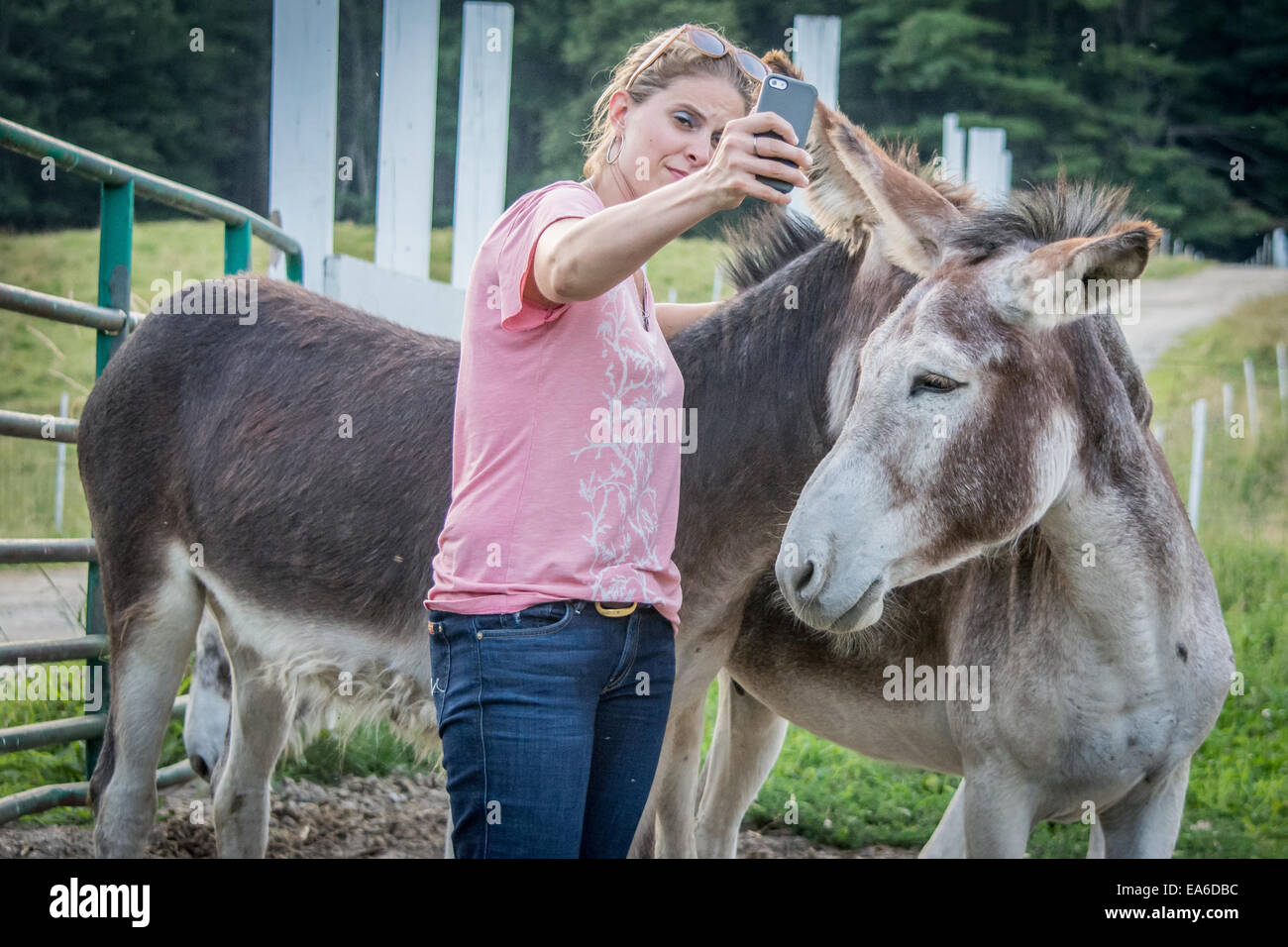 Donna prendendo selfie con asini Foto Stock