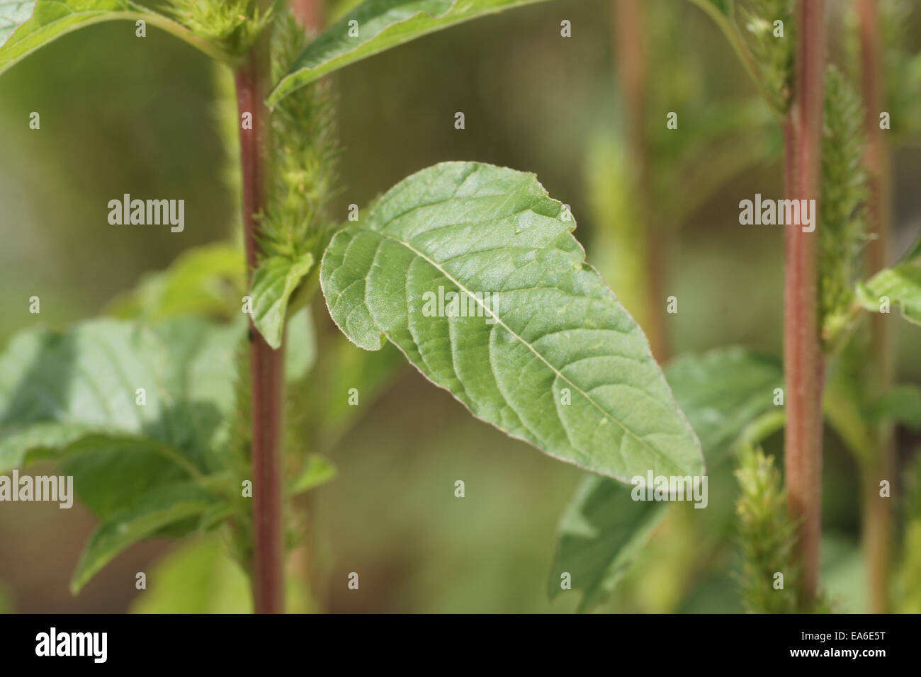 Amaranto Redroot Foto Stock