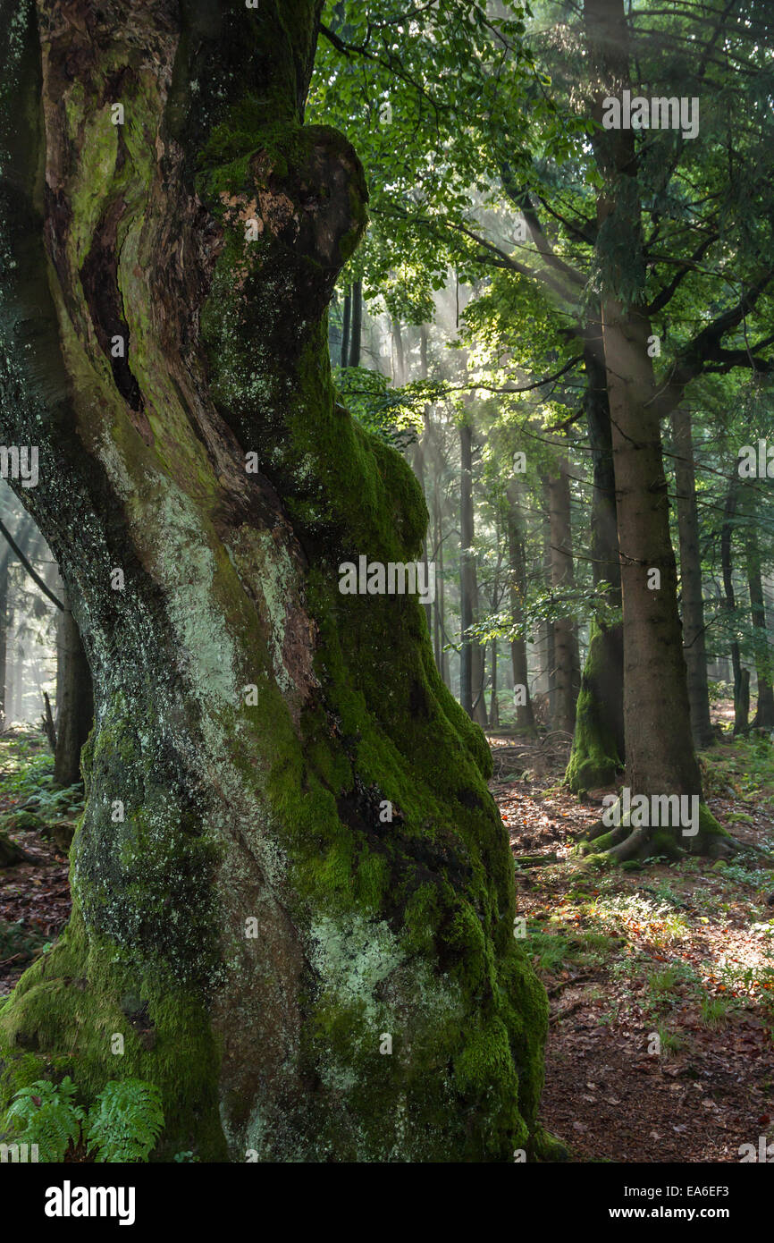 albero antico Foto Stock