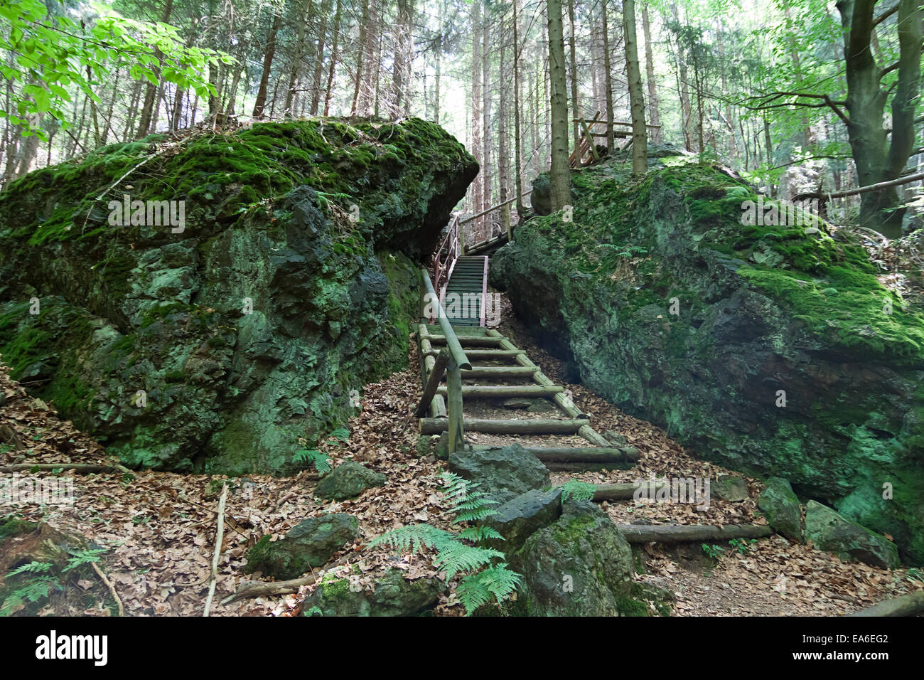 Scale della foresta Foto Stock