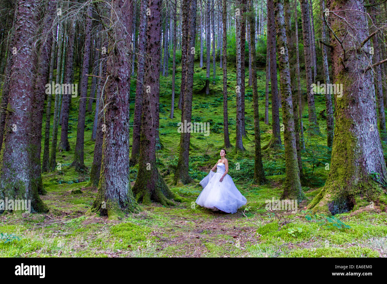 Regno Unito, Scozia, donne in abito da sposa in foresta Foto Stock