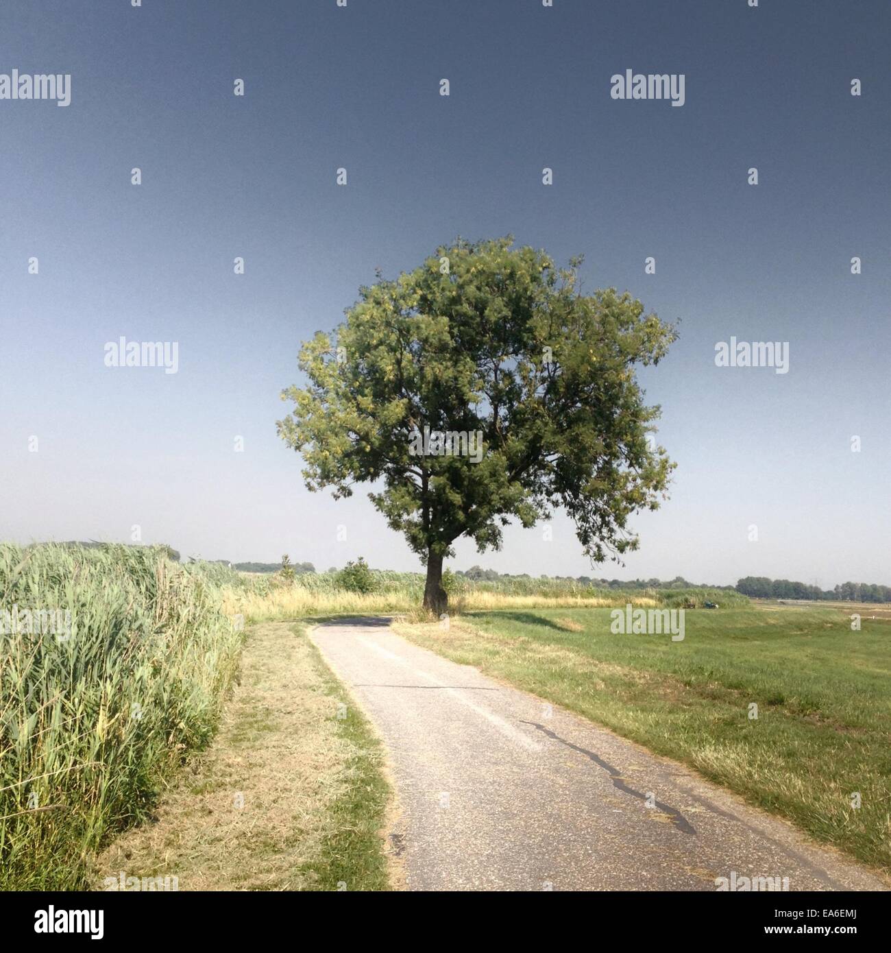 Paesi Bassi, Olanda, albero dal lato della strada Foto Stock