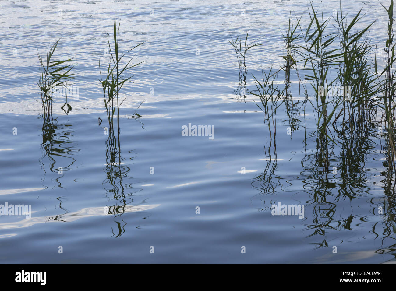 Canne in acqua Foto Stock