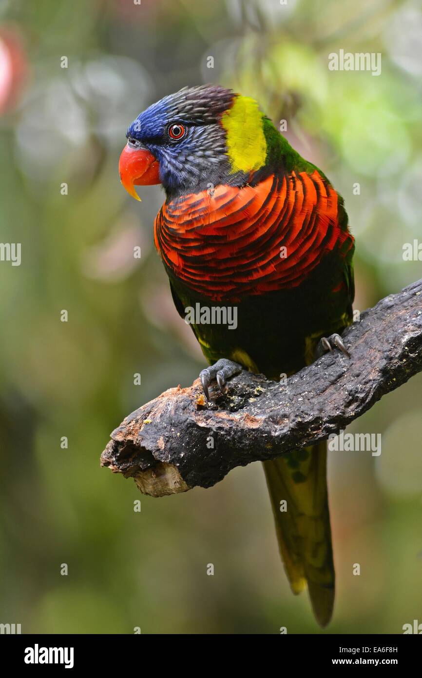 Indonesia, West Java, Bogor, Taman Safari e colorati di uccello sul ramo Foto Stock