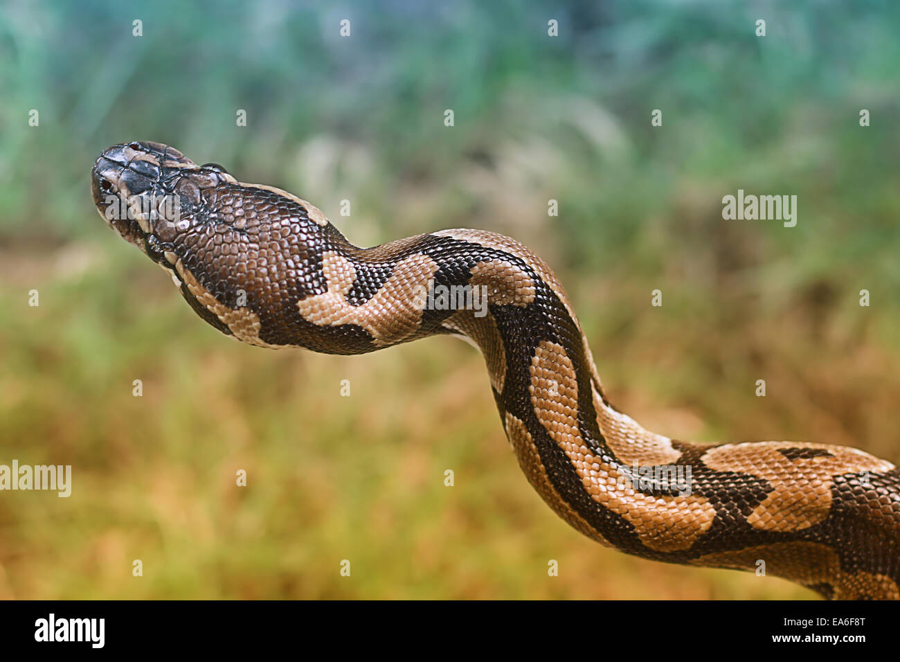 Sfera (Python Python regius) Foto Stock