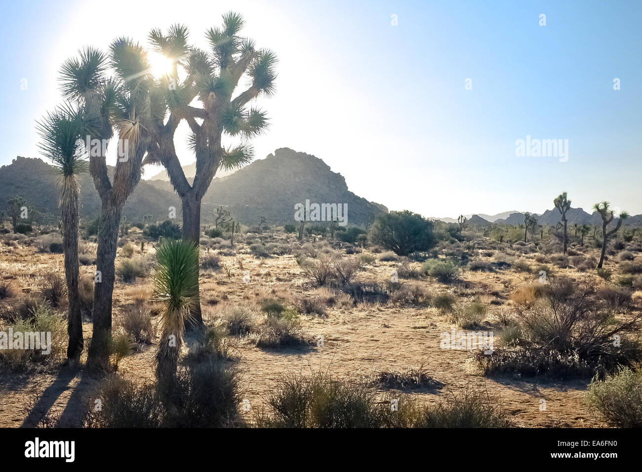 Stati Uniti, California, San Bernardino County, El Cajon Drive, Giornata al Parco nazionale di Joshua Tree Foto Stock