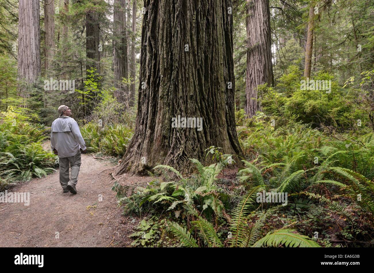 Stati Uniti, California, Parco Nazionale di Redwood, Escursionista su Templeman Grove Trail Foto Stock