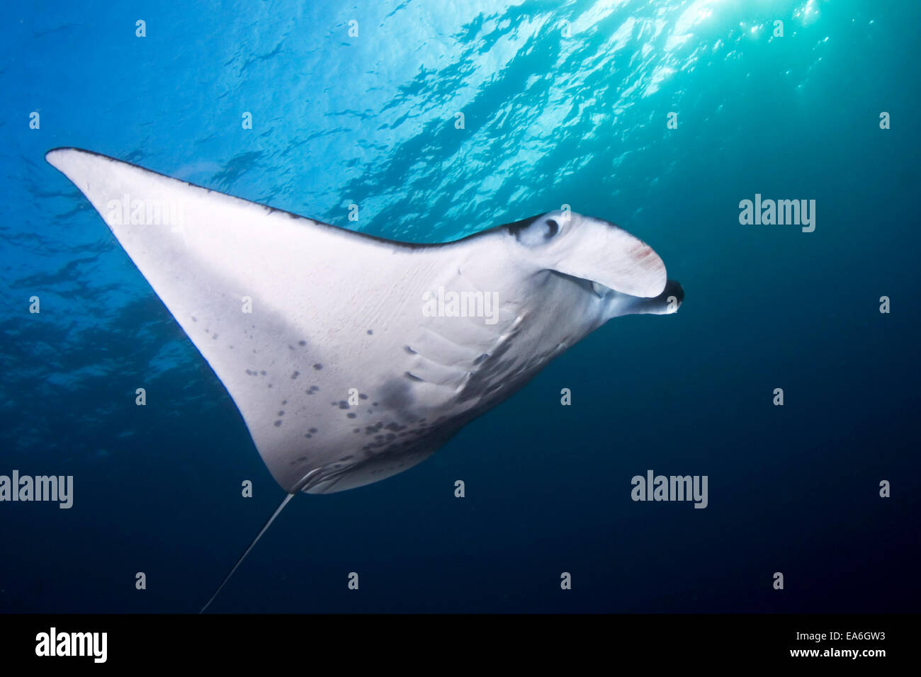 Coastal Manta Ray (manta alfredi), Hawaii, Stati Uniti Foto Stock