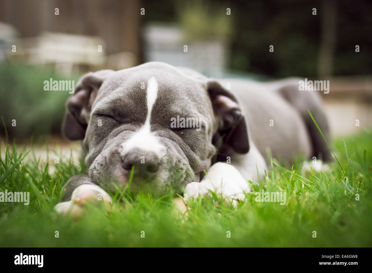 Cucciolo americano di bulldog che dorme in un giardino Foto Stock