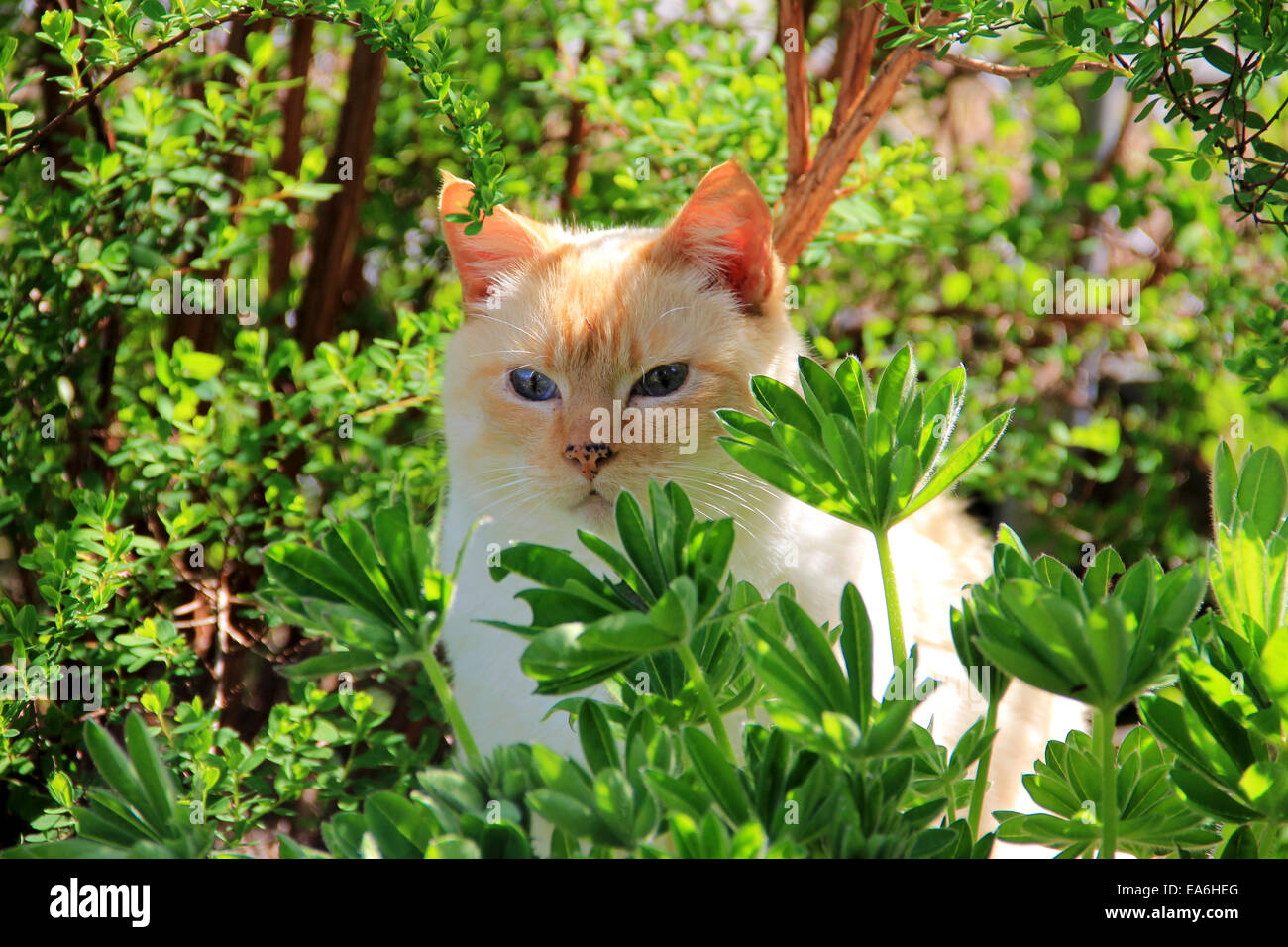 Gatto in cespugli verdi Foto Stock