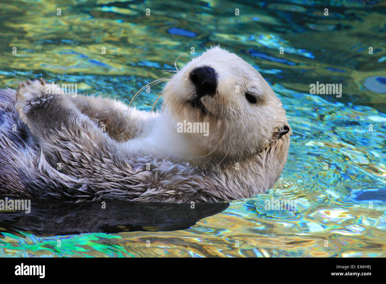 Lontra marine che nuotano in acque blu, Washington, Stati Uniti Foto Stock