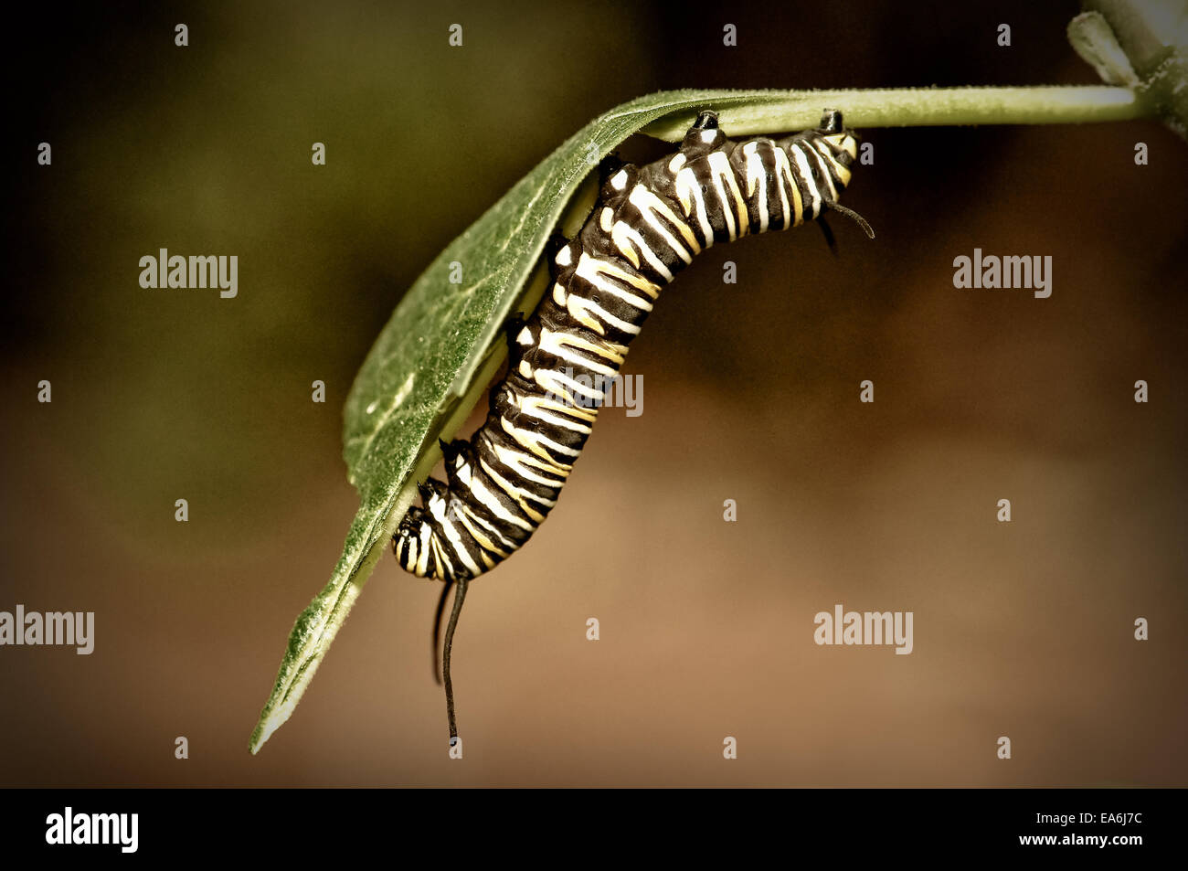 Close up di monarch caterpillar Foto Stock