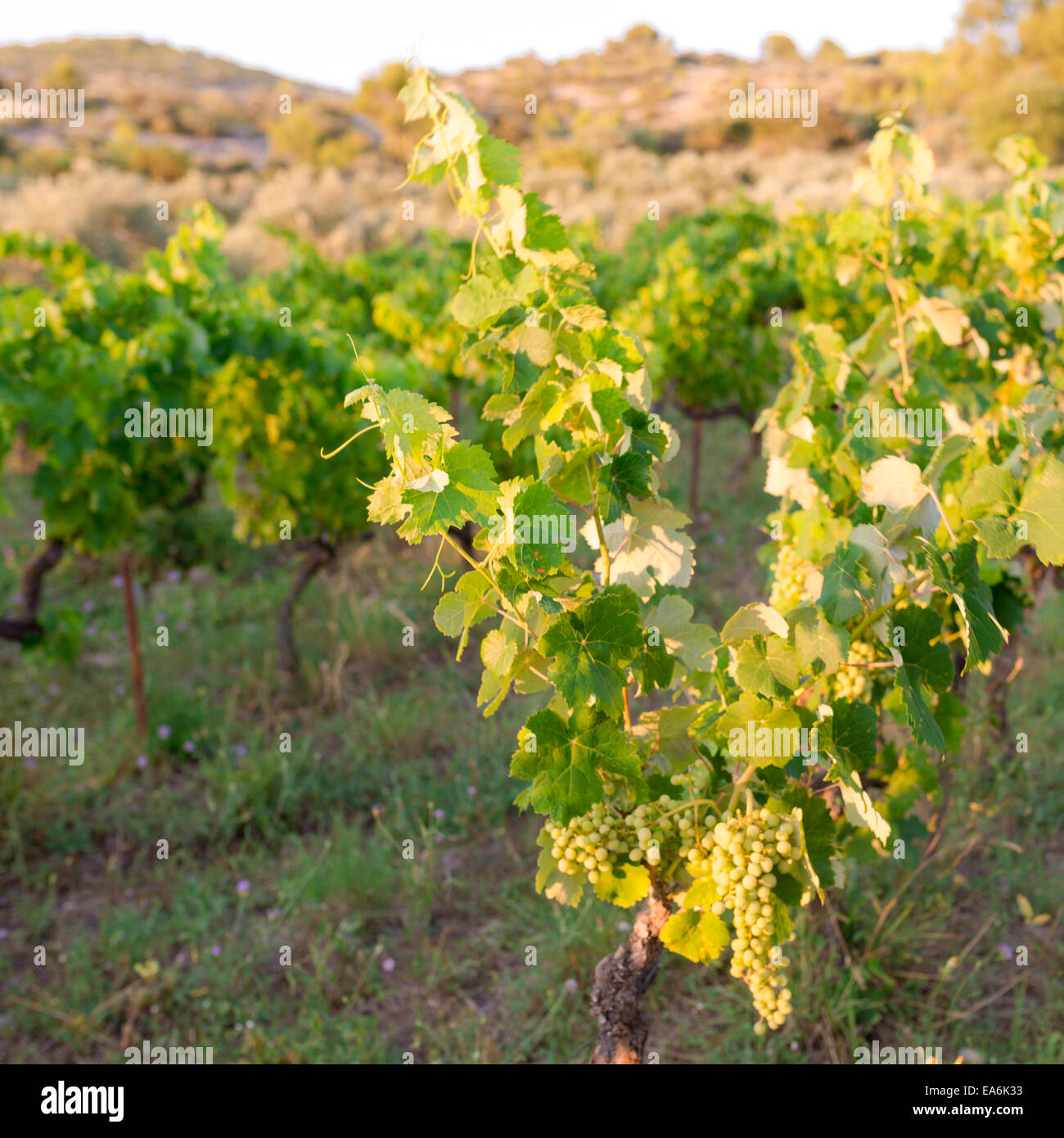 Vigneto in Provenza Foto Stock