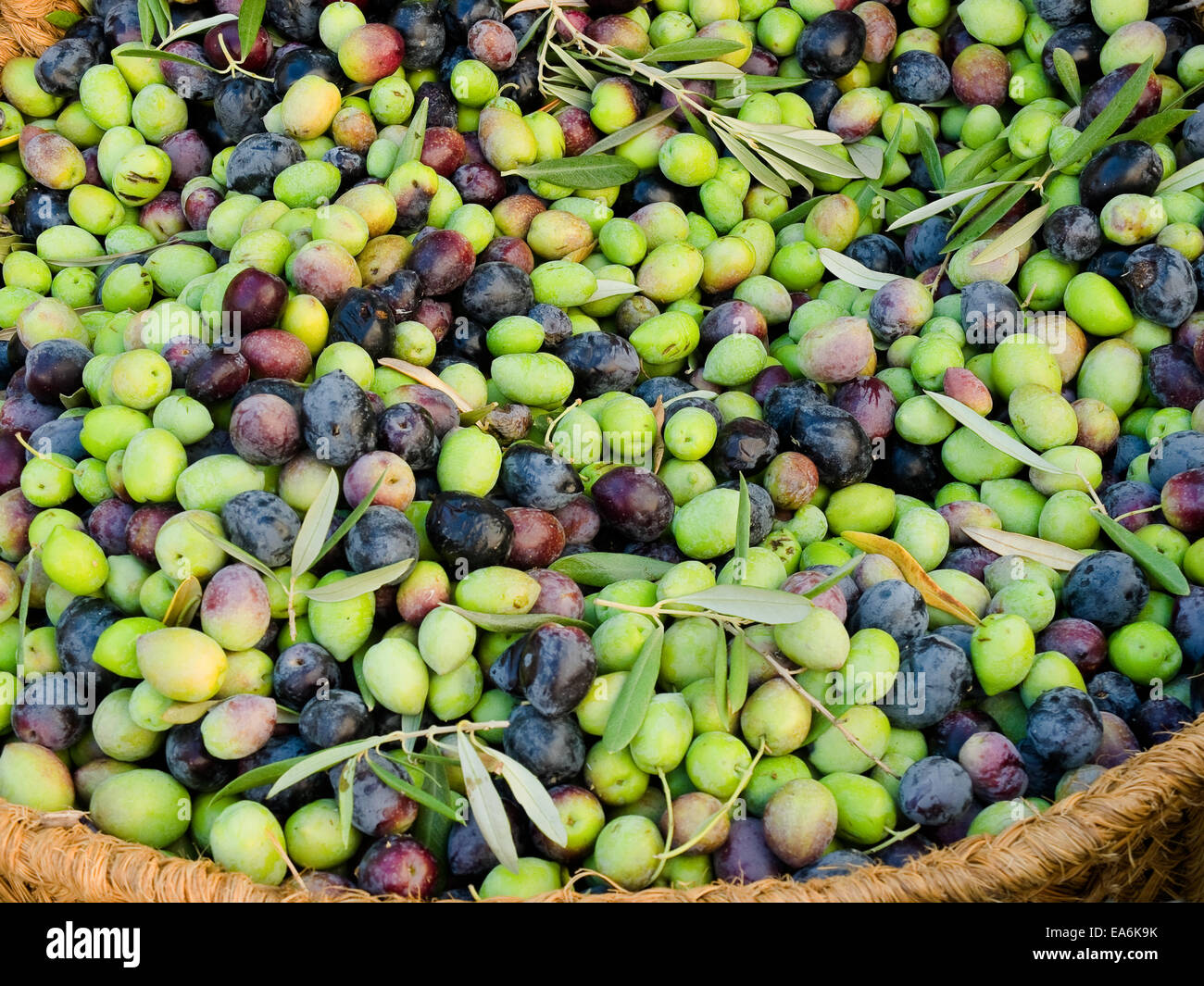 Olive fresche in un cesto rustico. Tipico frutto mediterraneo. Foto Stock