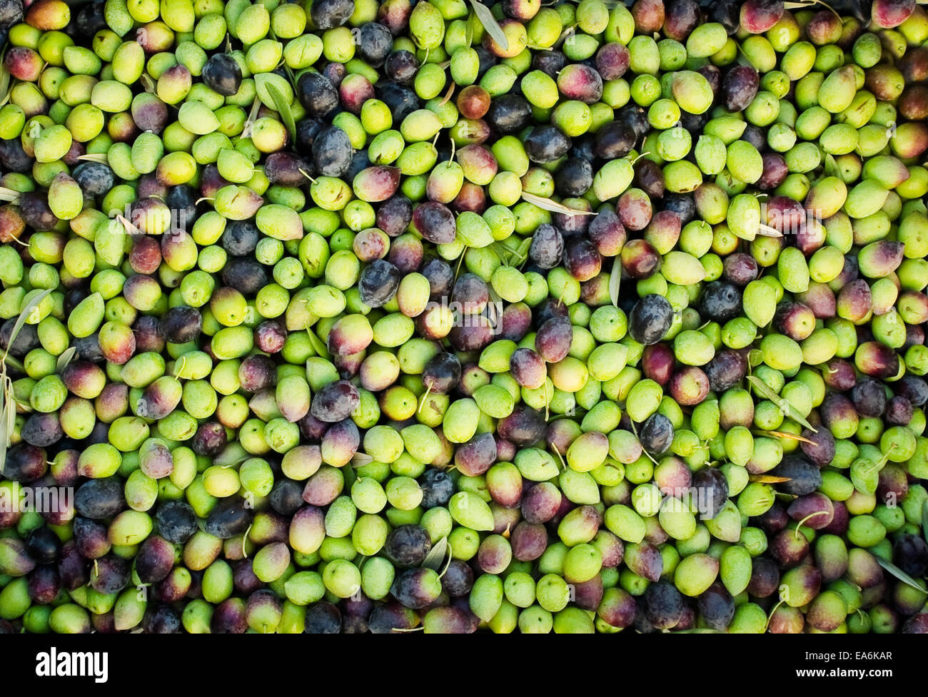 Olive fresche dello sfondo. Tipico frutto mediterraneo. Foto Stock