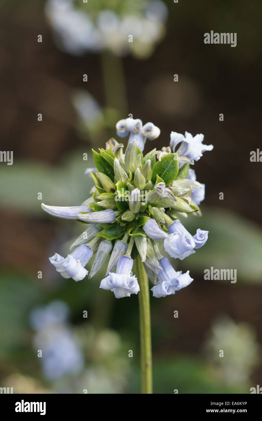 Clematis heracleifolia var. davidiana Foto Stock