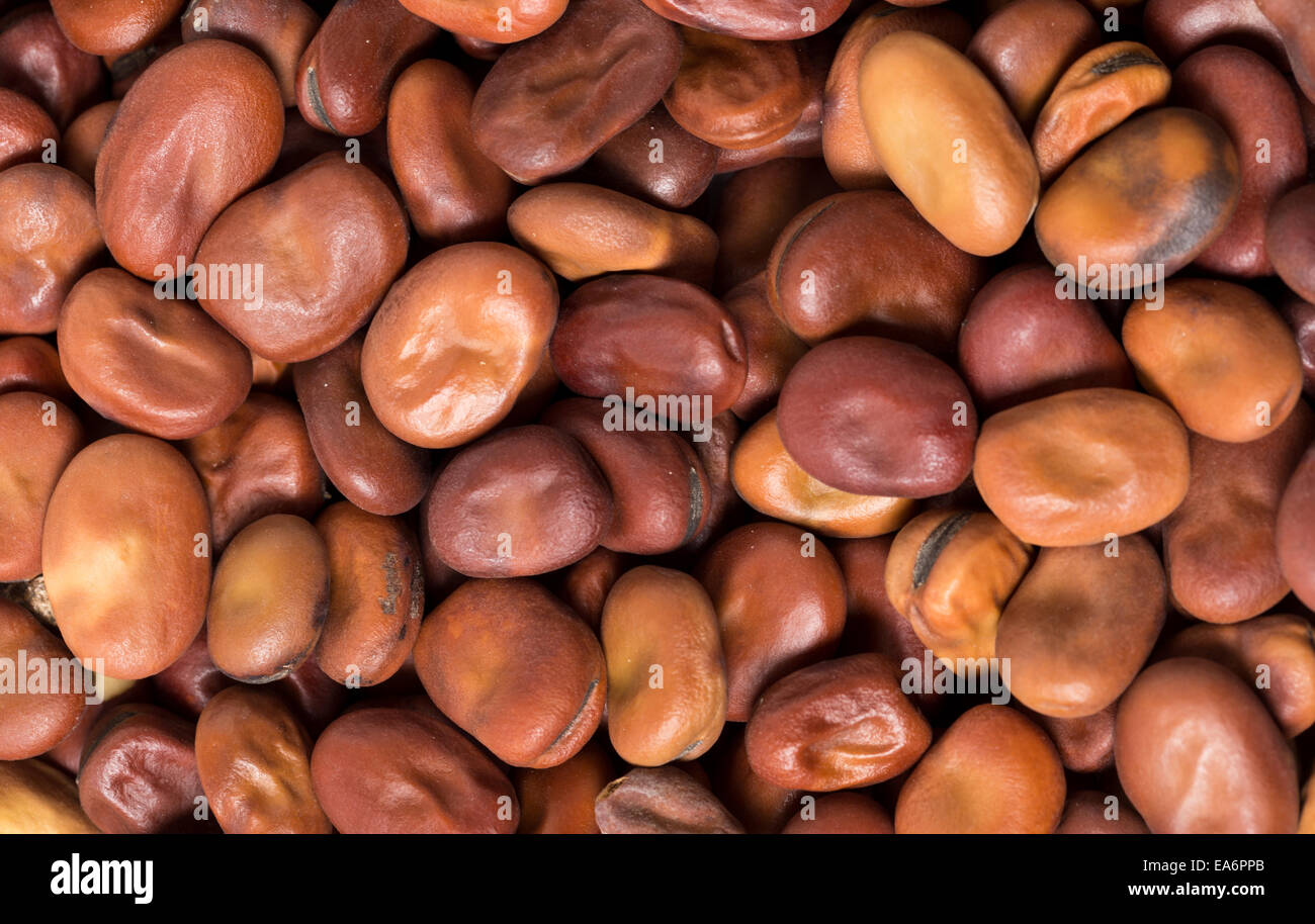 Marrone secchi Fave o fave, un ingrediente importante in Medio Oriente, di cottura dove sono utilizzati sia per egiziano Foto Stock