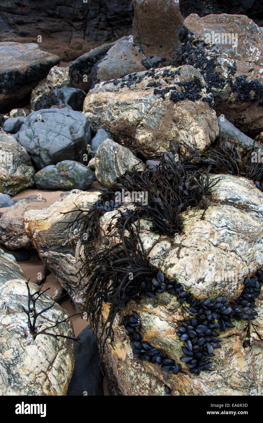 Rocce e le alghe sulla spiaggia di Bedruthan Steps in Cornovaglia. Foto Stock