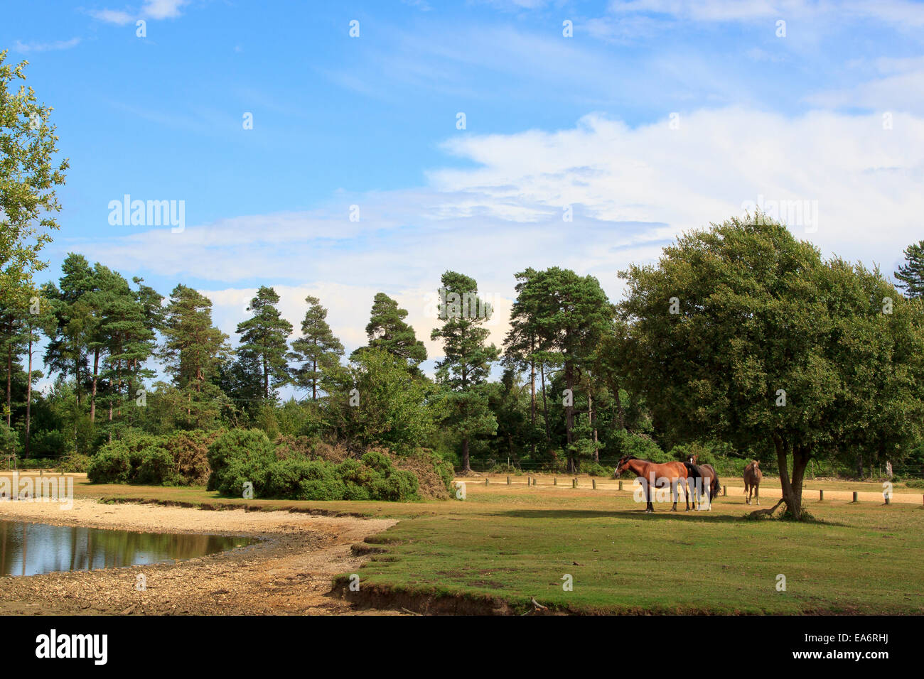 Cavalli in piedi vicino al laghetto Janesmoor nel pittoresco paesaggio del New Forest, Inghilterra Foto Stock