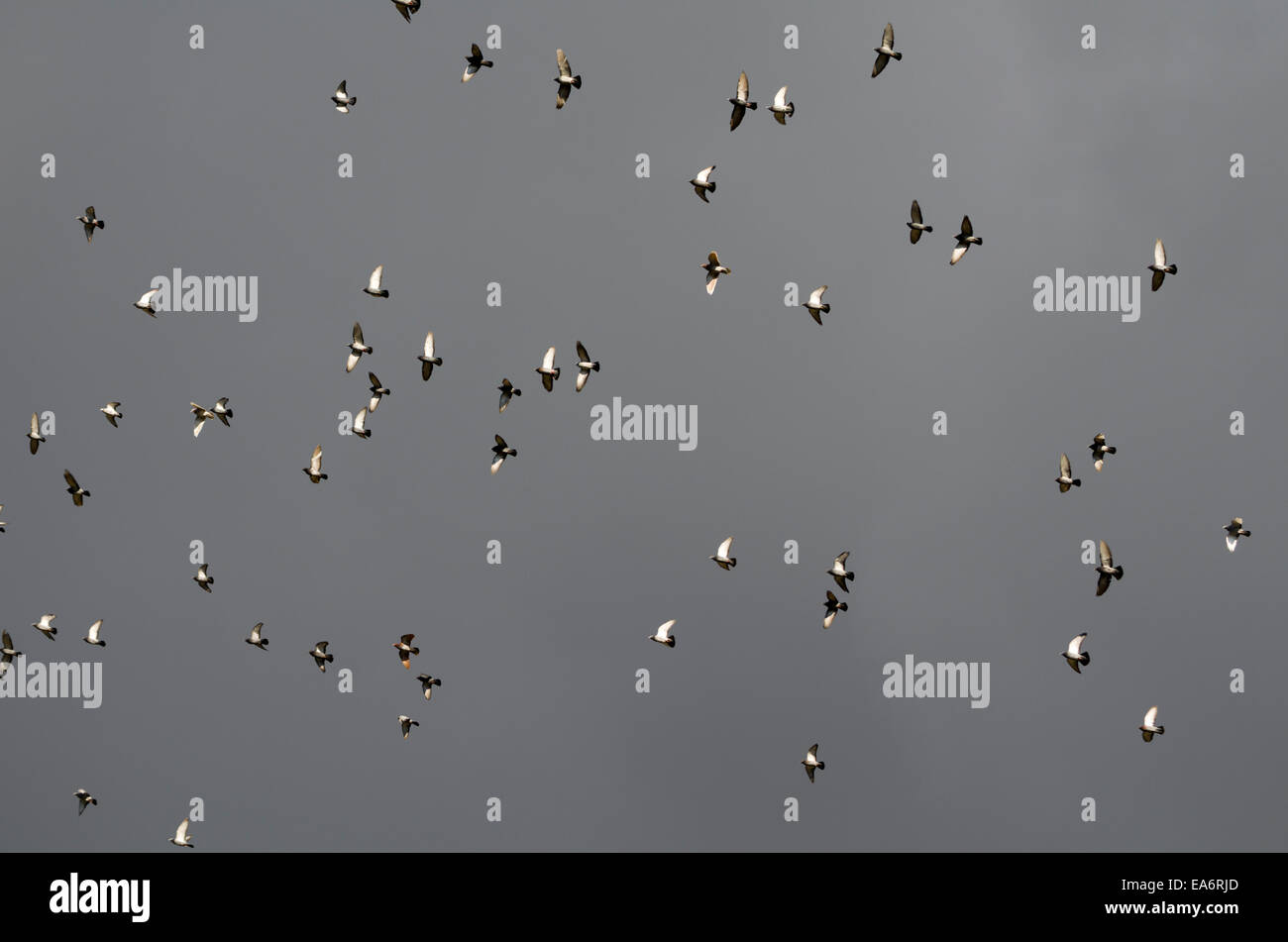 Gruppo di piccioni volare sul cielo scuro Foto Stock