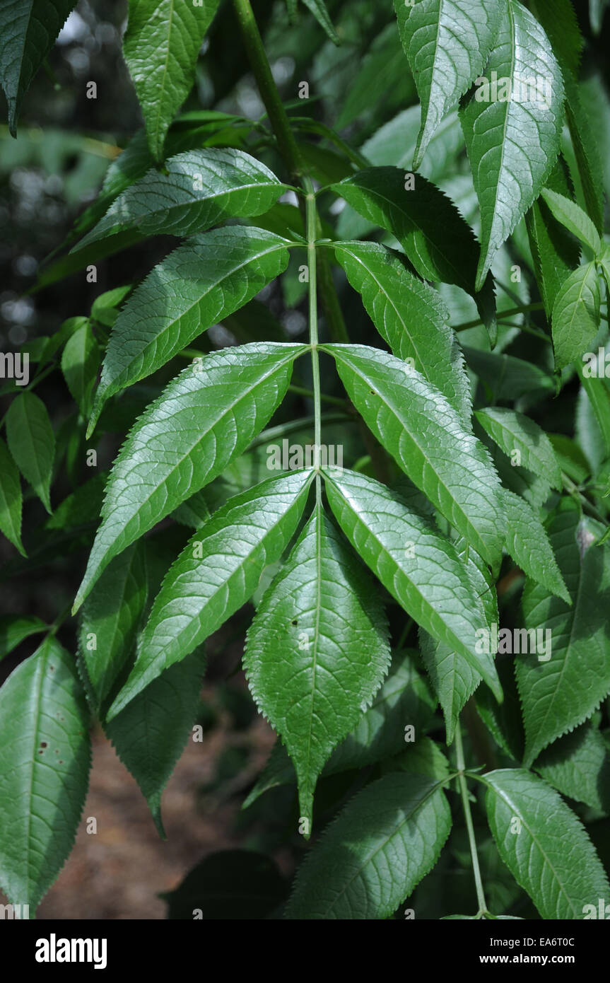 Sambuco nero Foto Stock