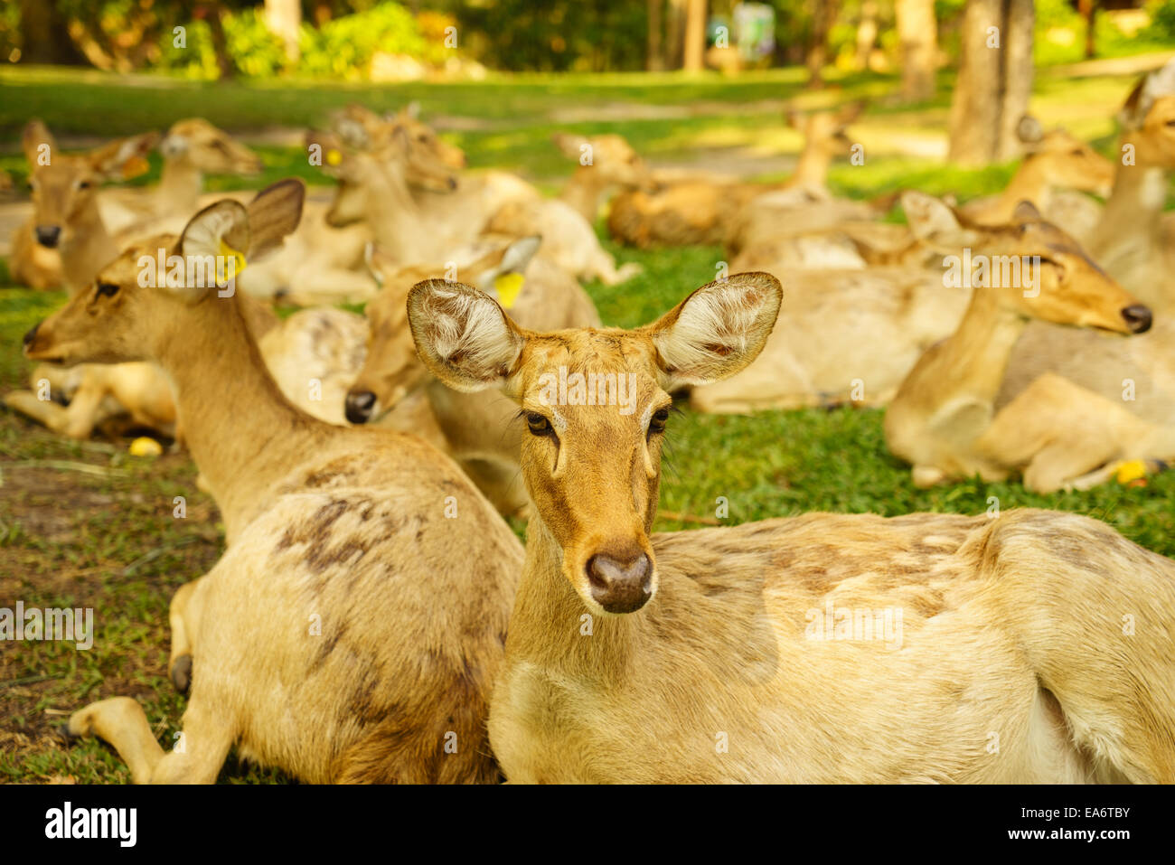 Un gruppo di Thai-brow antlered deer Foto Stock