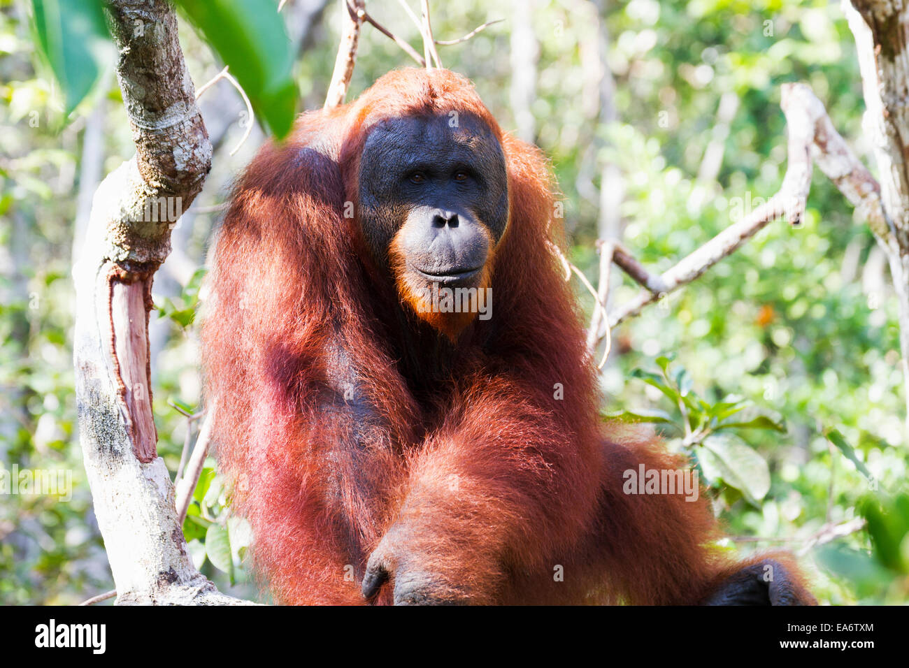 Voce maschile Bornean orangutan (Pongo pygmaeus) al Pondok Tanggui, Tanjung messa National Park, Kalimantan centrale, Borneo, Indonesia Foto Stock