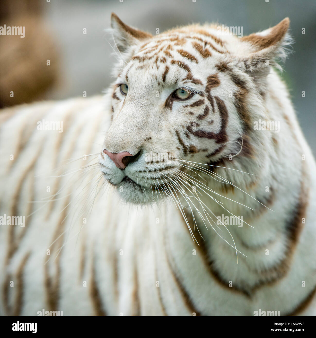 Tigre bianca Foto Stock