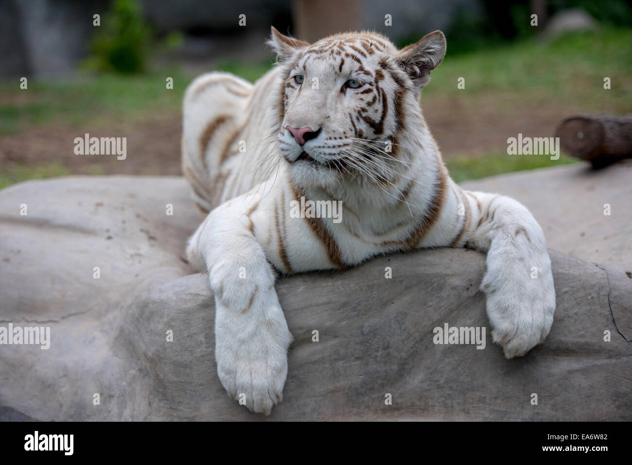 Tigre bianca Foto Stock