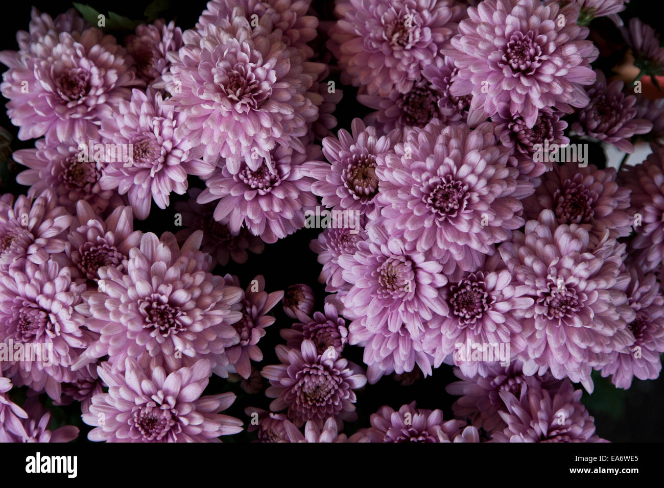 Caduta fiori sul mercato. Foto Stock