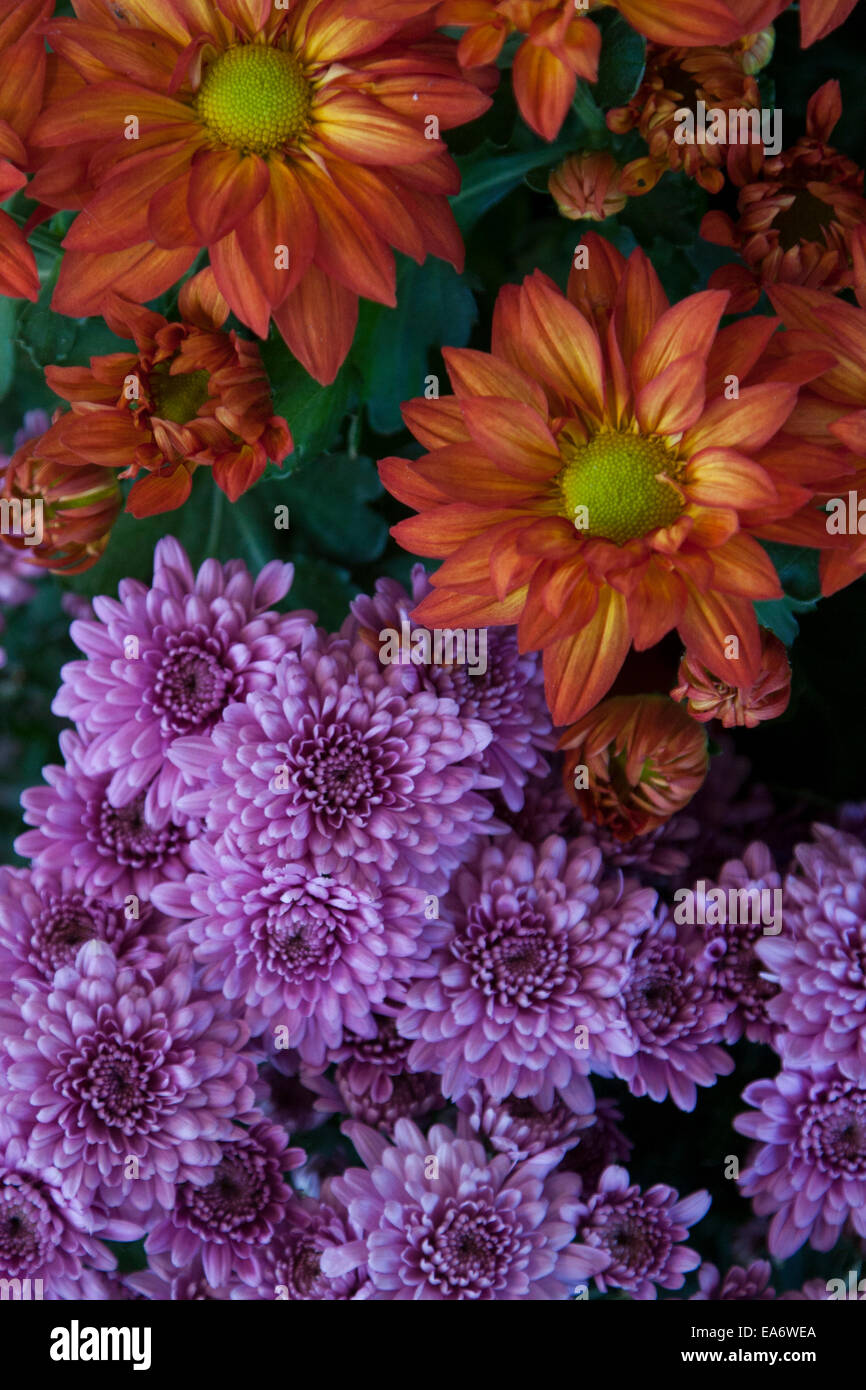 Caduta fiori sul mercato. Foto Stock