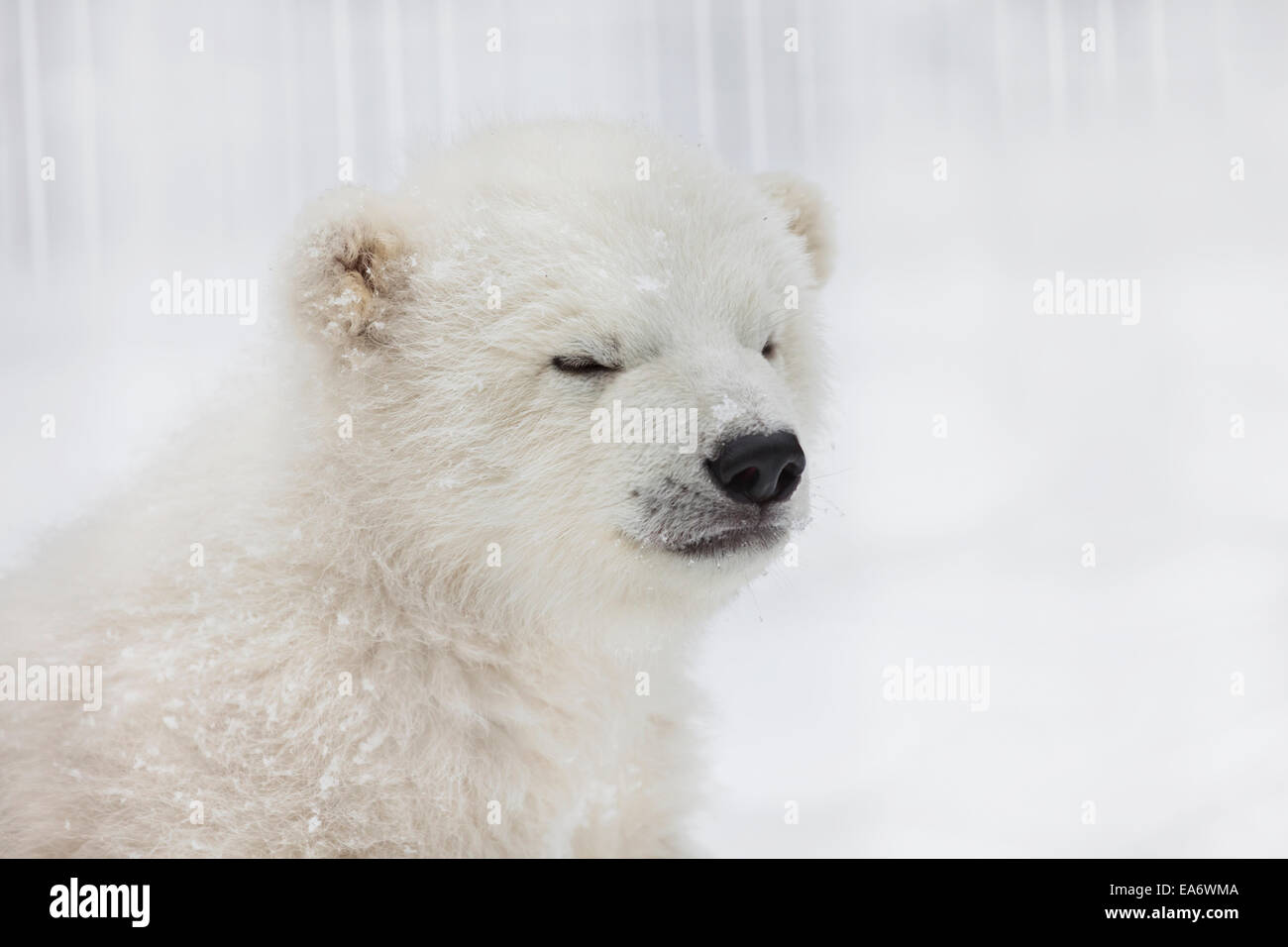 Cub,Captive,orso polare,Wildlife,Snow,carino Foto Stock