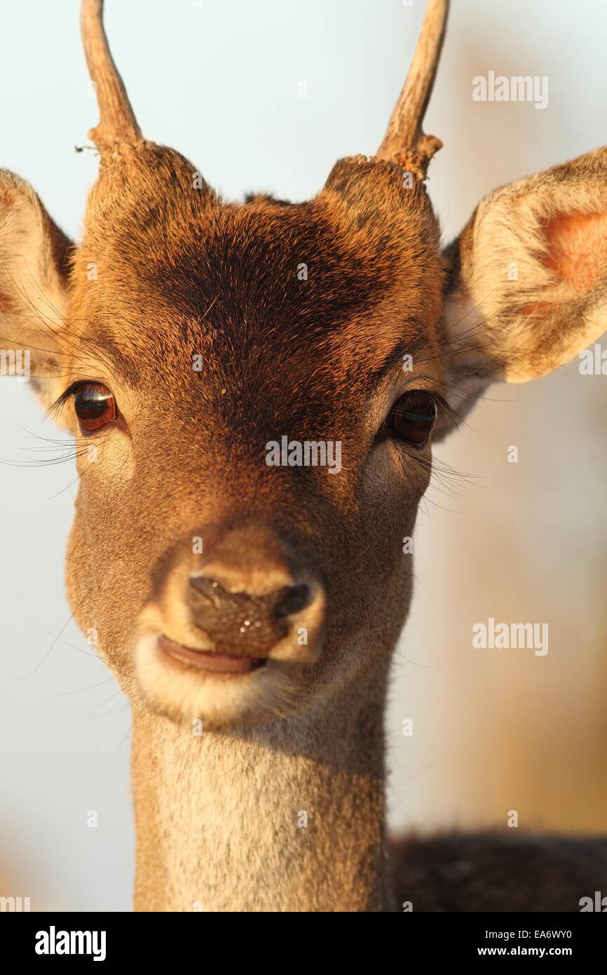 Ritratto di giovane daino buck ( Dama Dama) Foto Stock