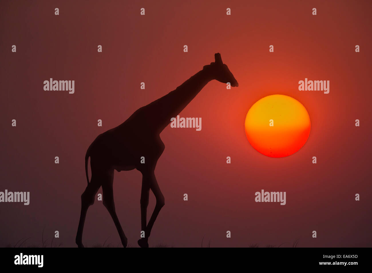Giraffe (Giraffa camelopardalis) al tramonto, miscelato digitalmente, Chobe National Park, Botswana, Foto Stock