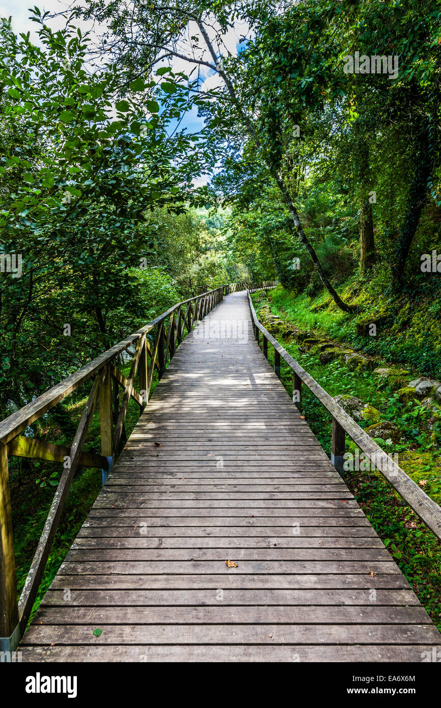 Escursionismo il passaggio in legno o il percorso attraverso la foresta di lusso vicino alla diga Queimadela in Fafe Portogallo Foto Stock