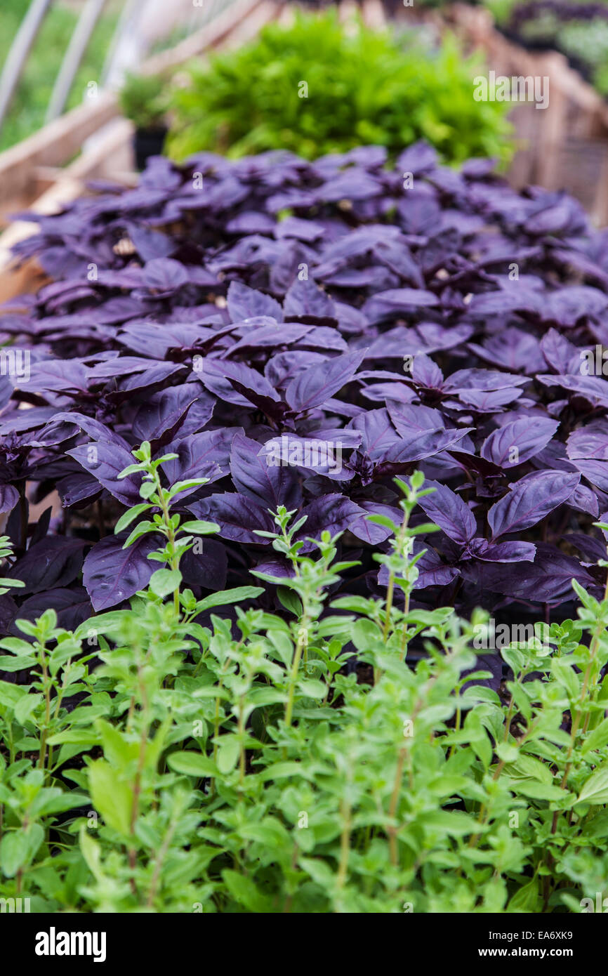 Il viola scuro delle foglie di rosso rubino il basilico piante che crescono  in una serra per il trapianto; Brandon, Ontario, Canada Foto stock - Alamy