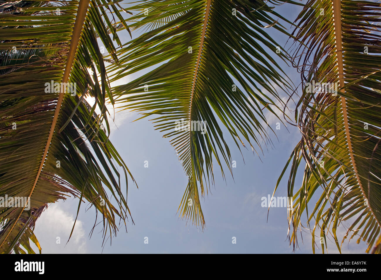 3 albero di cocco le fronde delle palme ondeggiano nel vento su una spiaggia tropicale in isole filippine. Foto Stock