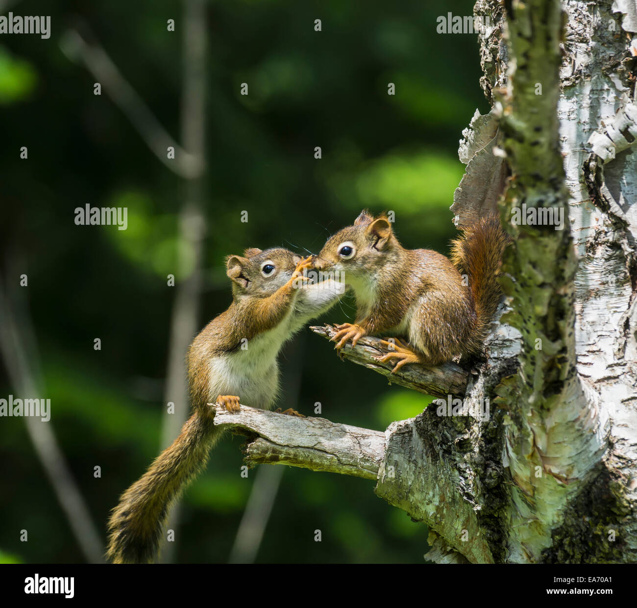 Due baby gli scoiattoli rossi (Sciurus vulgaris) giocando in un albero; Ontario, Canada Foto Stock