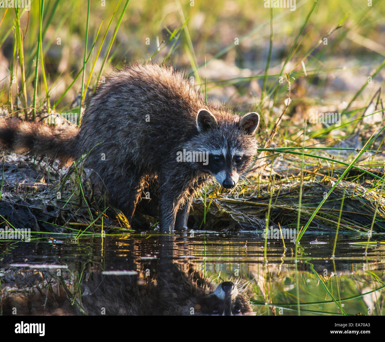 Un racoon sorge al bordo dell'acqua; Ontario, Canada Foto Stock