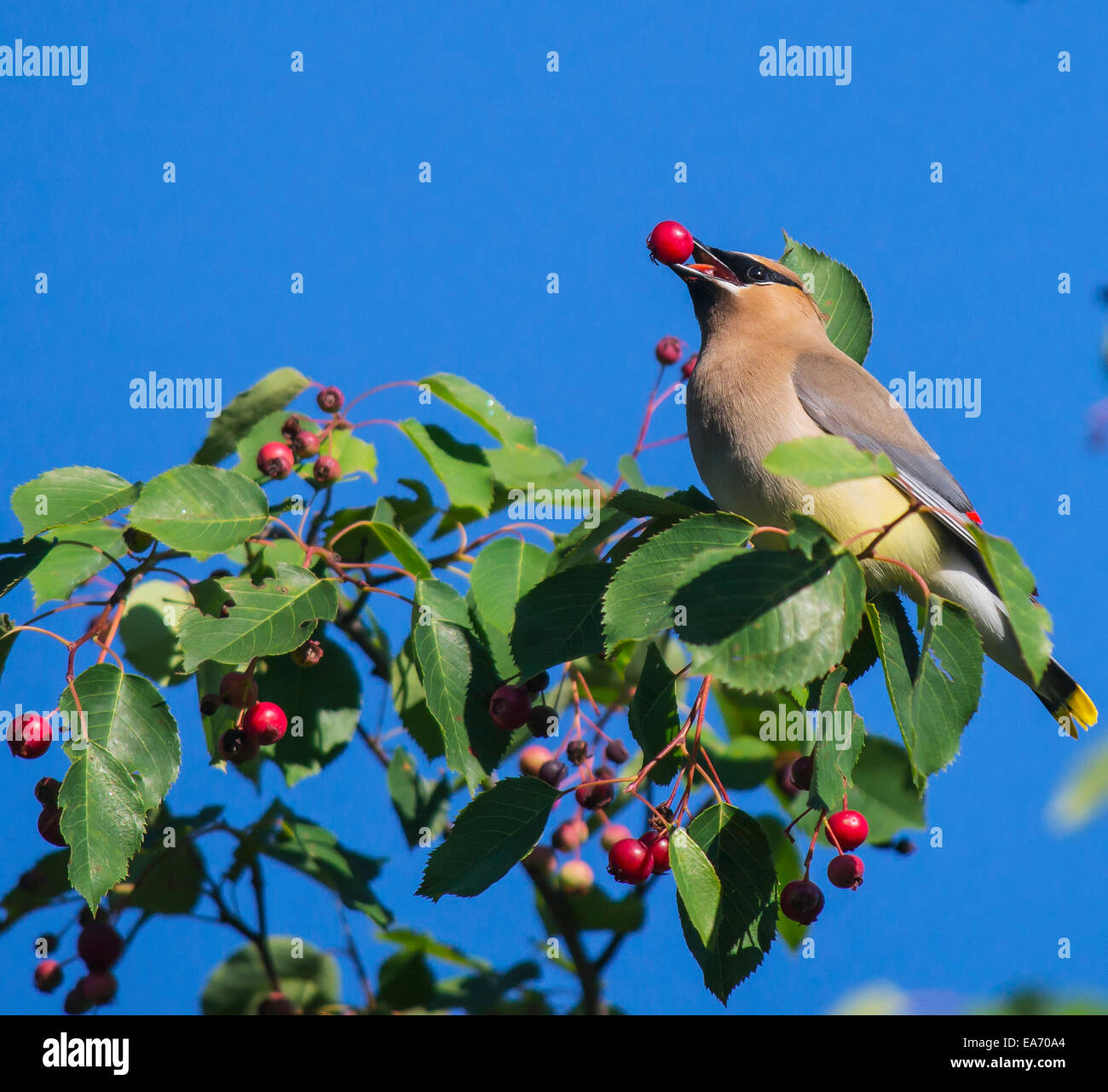 Il Cedar Waxwing (Bombycilla cedrorum); Ontario, Canada Foto Stock