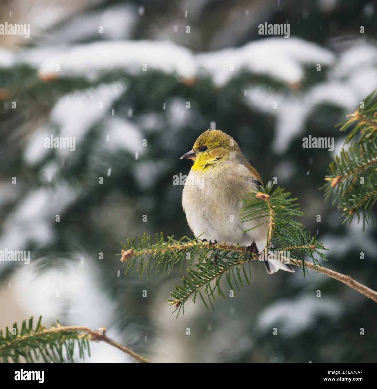 American cardellino (Carduelis tristis); Ontario, Canada Foto Stock