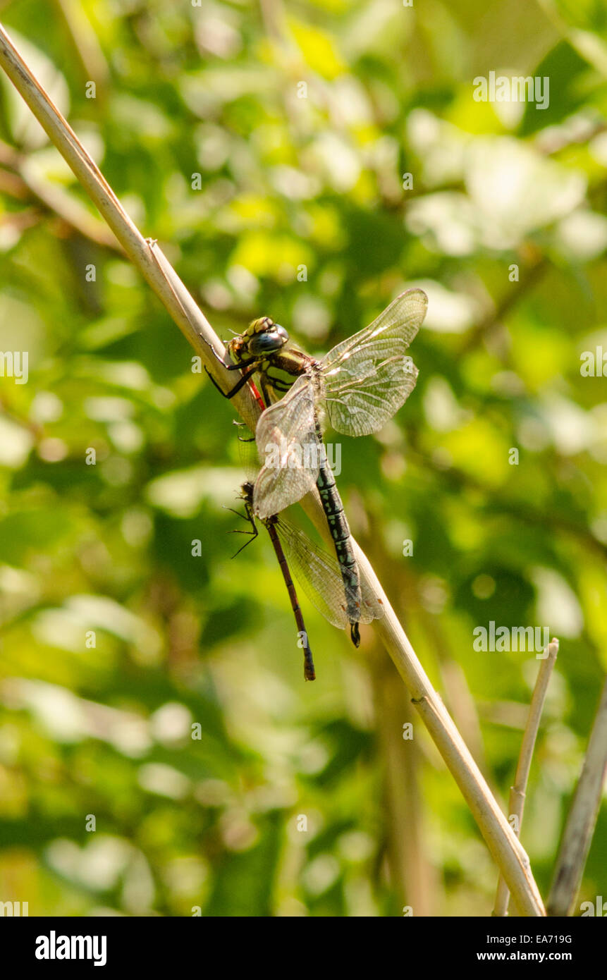 Hairy Dragonfly [Brachytron pratense] maschio. Catturati e mangiare damselflies di accoppiamento. Norfolk, Giugno Foto Stock