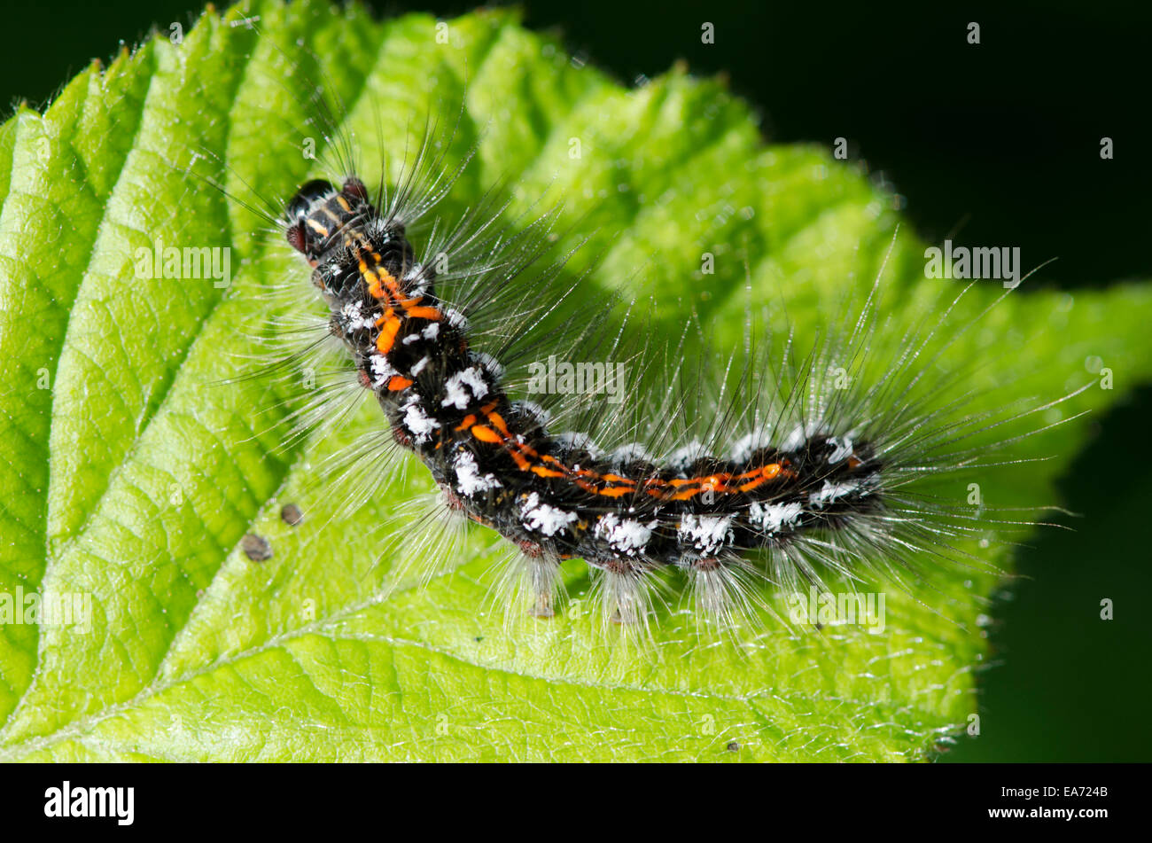 Giallo-tail [Euproctis similis] Caterpillar Giugno Norfolk Broads, Inghilterra, Regno Unito. Foto Stock