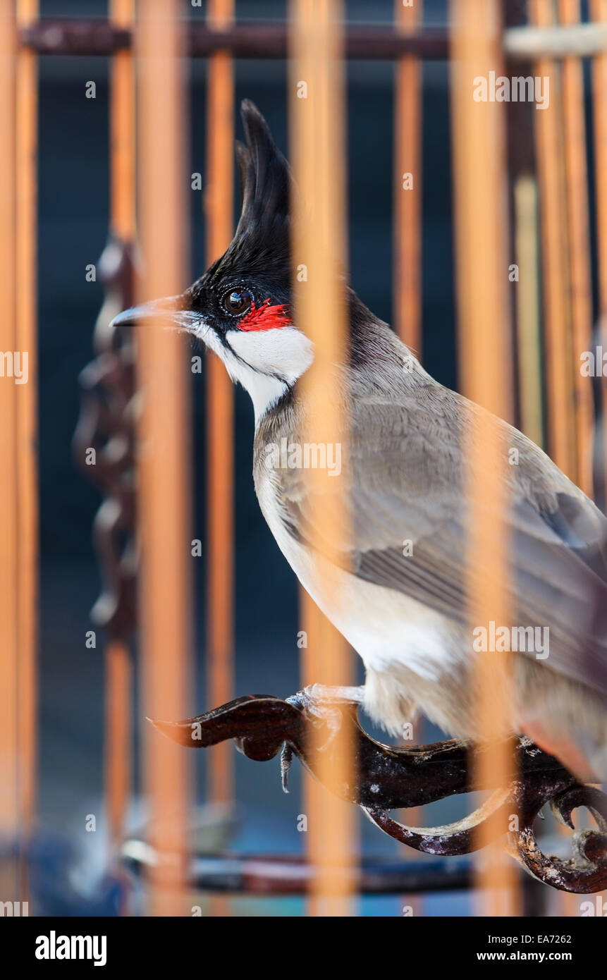 Closeup rosso Bulbul Whiskered o Pycnonotus jocosus in la birdcage, problema riserva faunistica in Thailandia Foto Stock