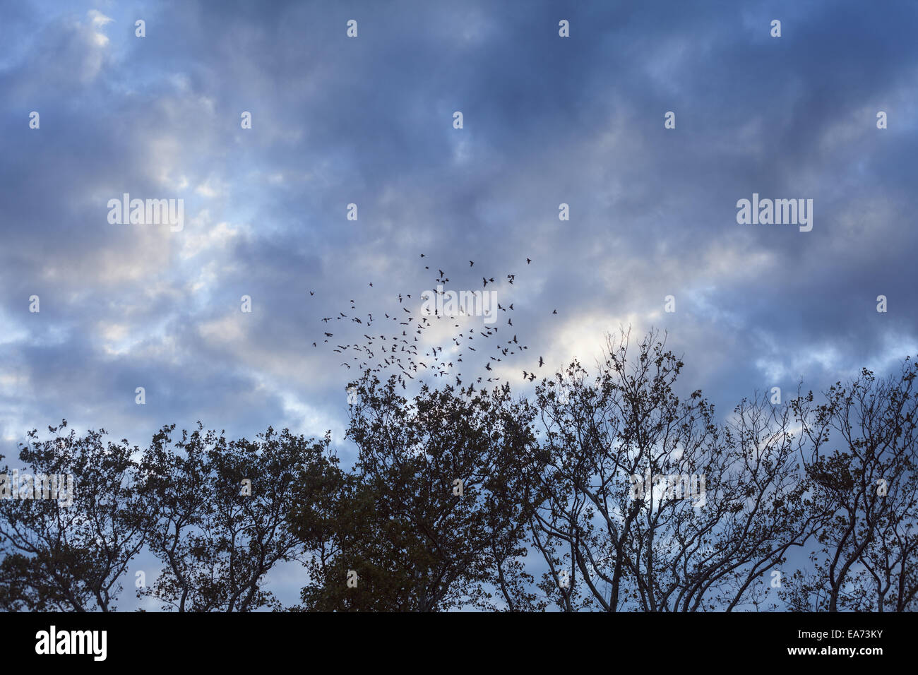 Gli uccelli decollare da albero Foto Stock