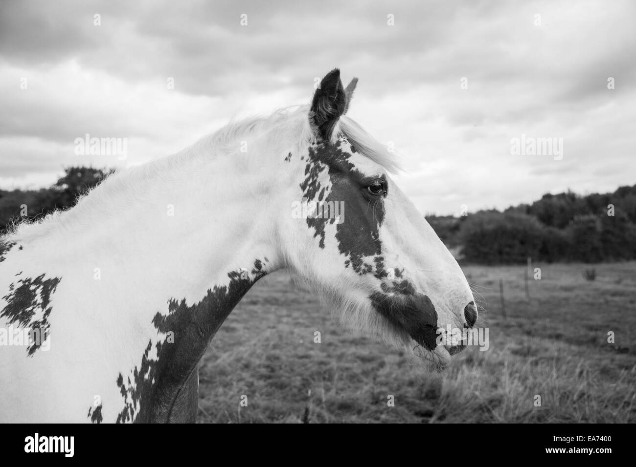 Immagine in bianco e nero di un cavallo in piedi in un campo Foto Stock