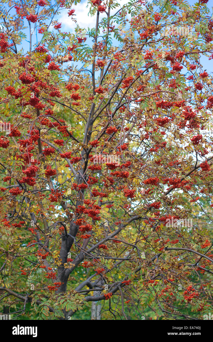 Ashberry a secco giornata di sole Foto Stock