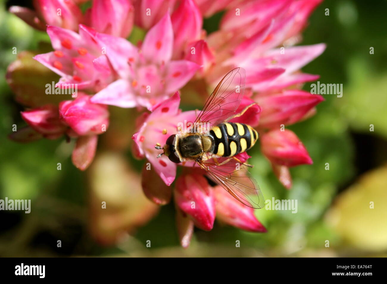 Hover fly (Sericomyia silentis) su un fiore rosa Foto Stock